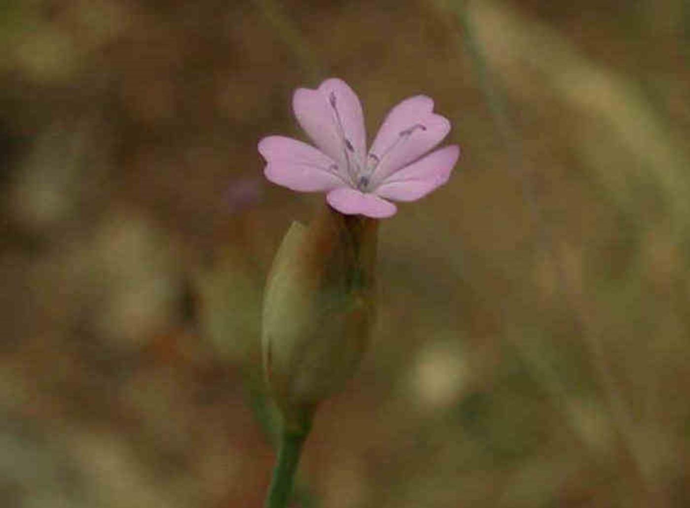 Pink, Proliferous flower